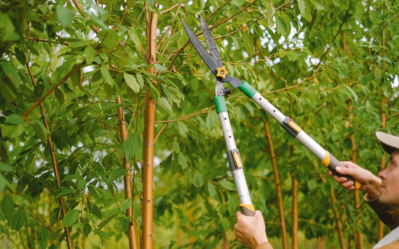 Tree trimming in Hillsdale, NY